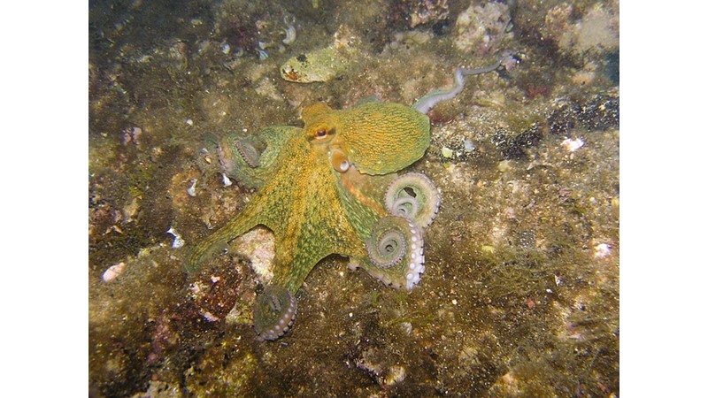 Khimaira: Deniz masalı?