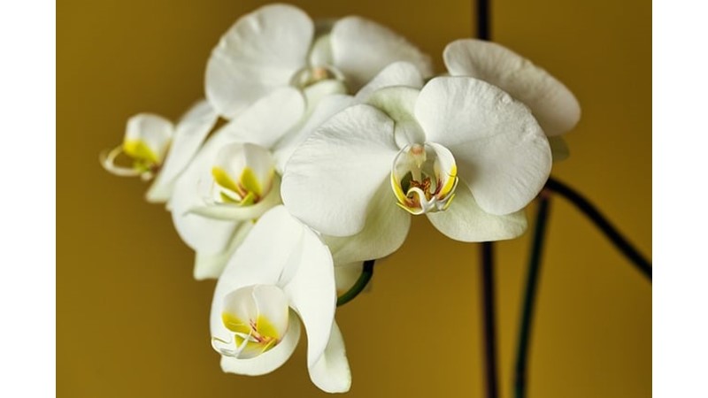 Orkide Mucizesi Sahlep