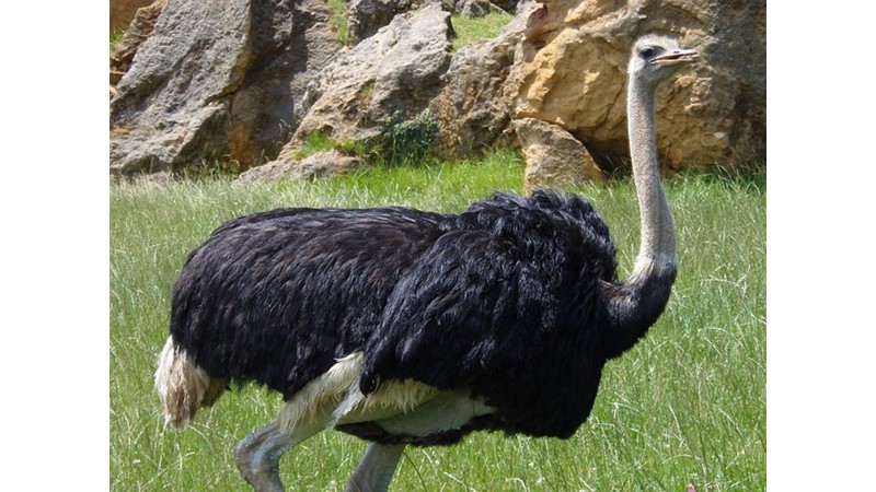 Cüssesi Kendine Büyük Kuşlar