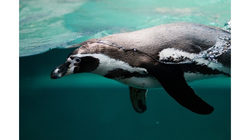36 Milyon Yaşındaki Penguen