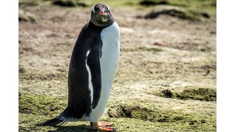 36 Milyon Yaşındaki Penguen
