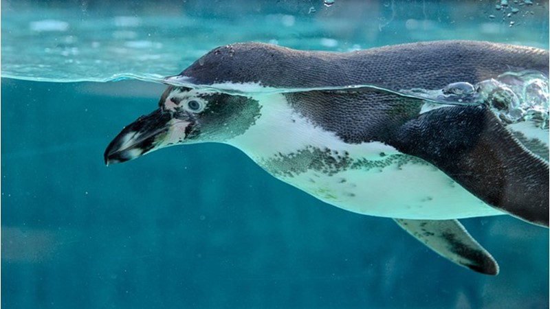 Çok Yaşlı Penguen
