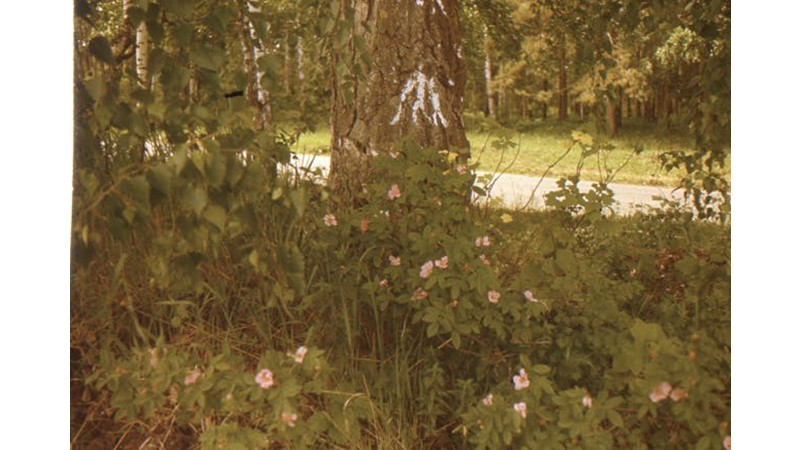 Trabzon Savaşmadan Alındı