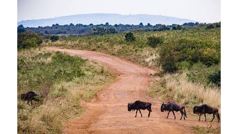 Açlığa Karşı Savaş
