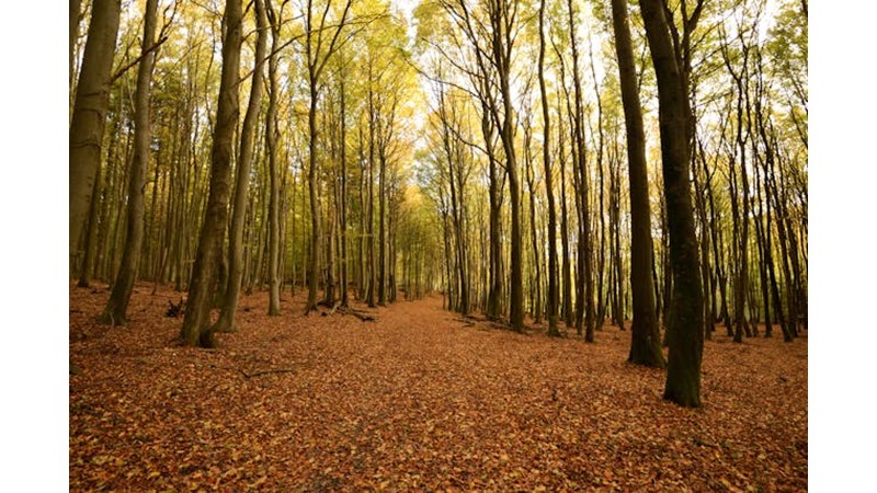 Diğer Devletlerin Saygısı Arttı