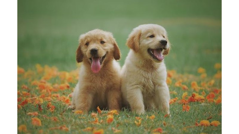 Yalnızlığı Hayvanlarla Gidermek