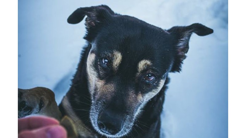 Madalyonun İki Yüzü