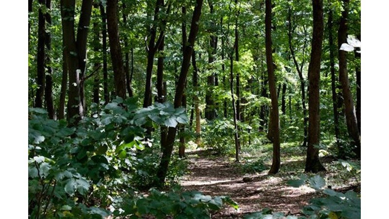 Duvarların Arkasına Saklandılar