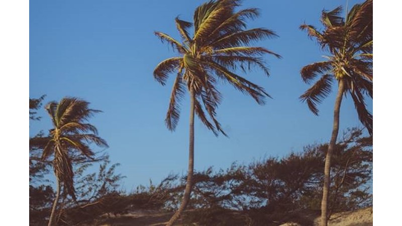 Rüzgarın Sıcak Esmesi – Friendz10