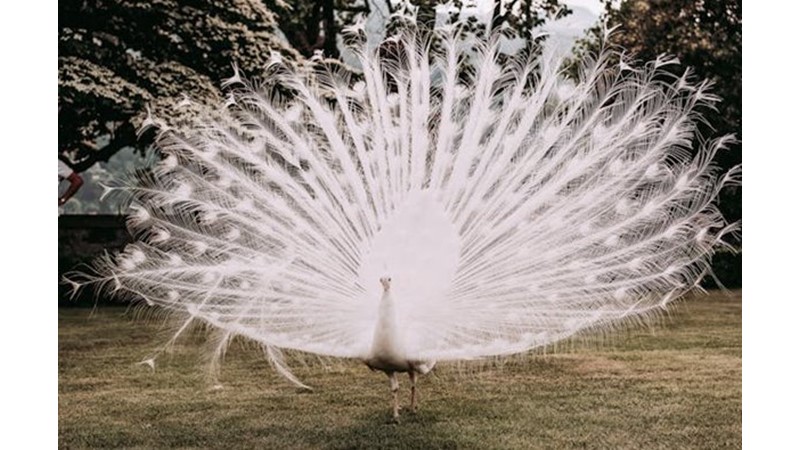 Güzelliğin Büyüsünü Yitirmesi