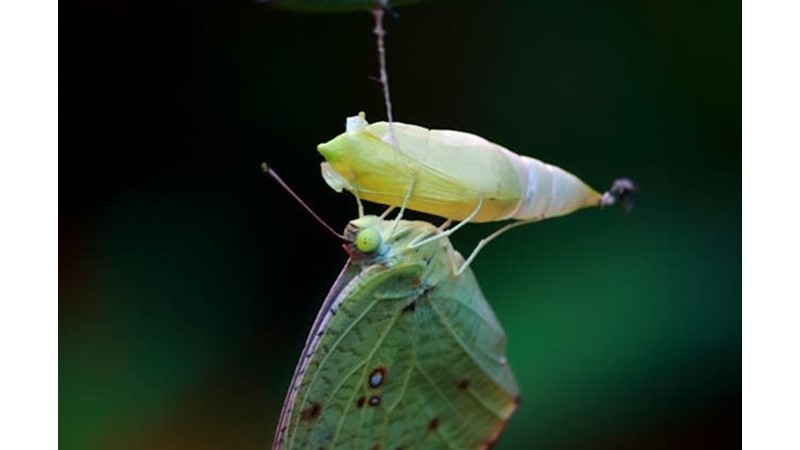 Değişime Olan İnancı Yitirmek
