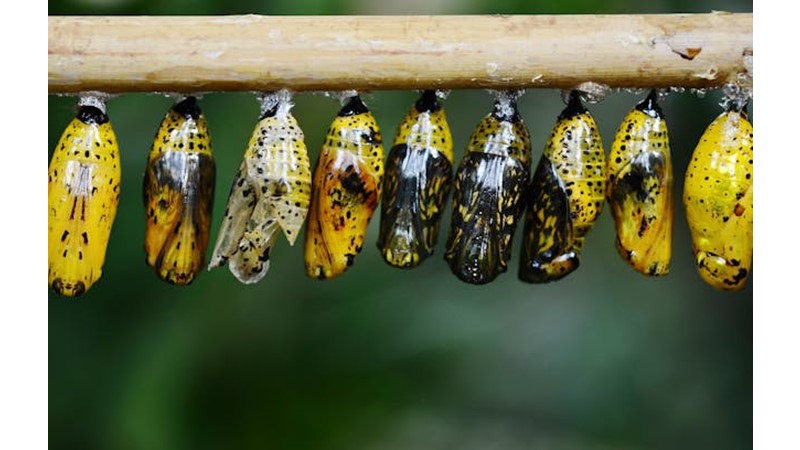 Başka Birisi Olmaya Çalışmak