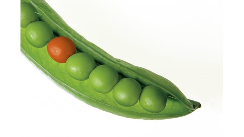 İnsanların Çok Farklı Olması