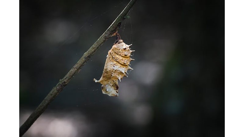 Değişime Olan İnancı Yitirmek