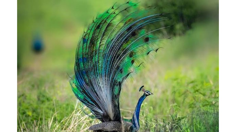 Bir İnsanın Kendisini Olduğundan Daha Büyük Göstermeye Çalışması – Friendz10