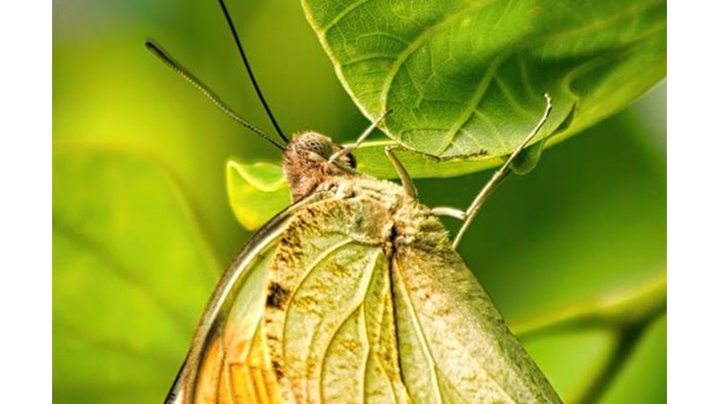 Başka Birisi Olmaya Çalışmak