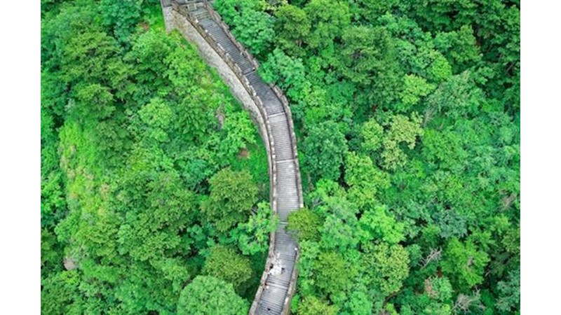 Casuslar İş Başında