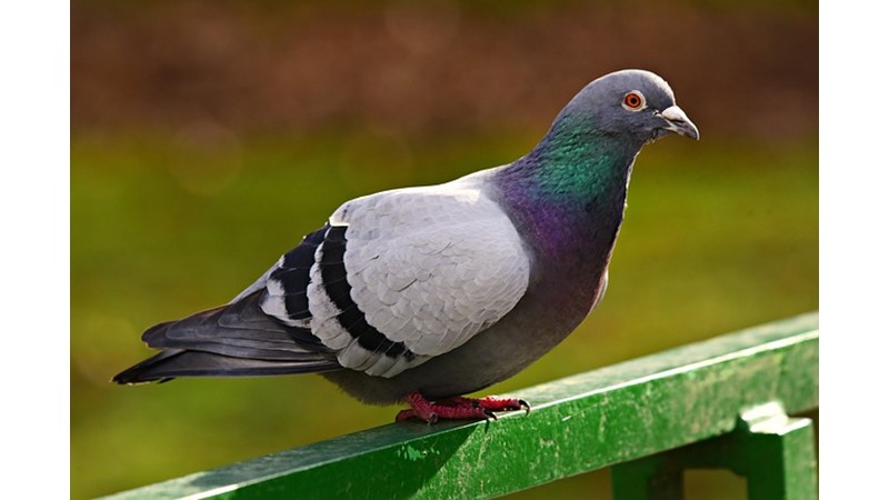 POSTA GÜVERCİNİ YARIŞLARI