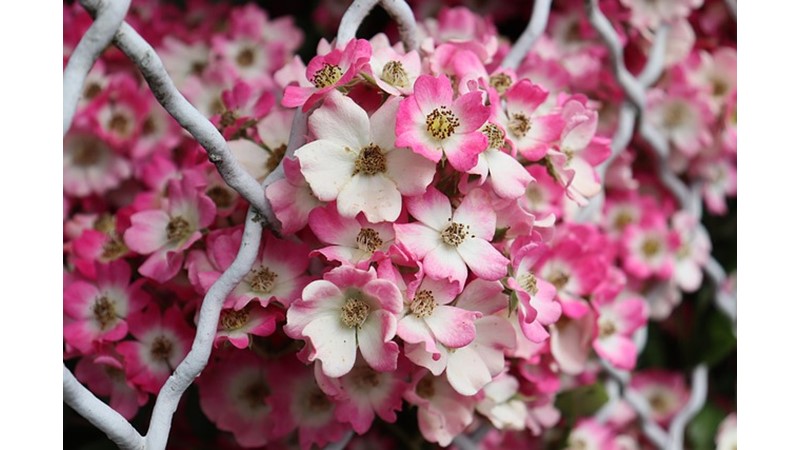 Otuz Bin Yıllık Çiçek