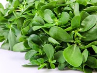 SEMİZOTU SALATASI
