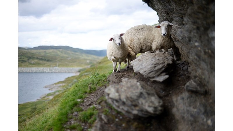 RAVİKA (VI) - Friendz10