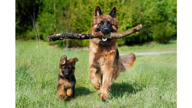 Bütün Köpekler Hav Hav Diye Mi Ses Çıkarır? – Friendz10