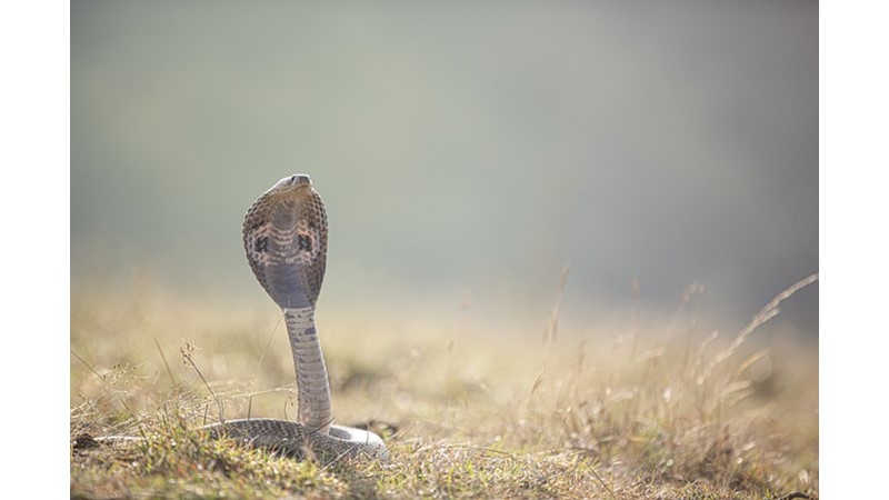 Kültürel İnanç Sembolü: Yılan (X)