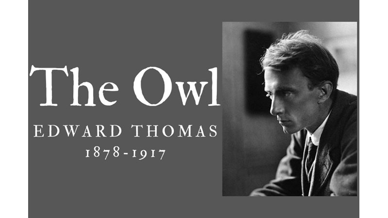 THE OWL