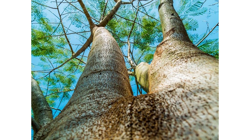 Ağaç Kabuklarının Gizemi