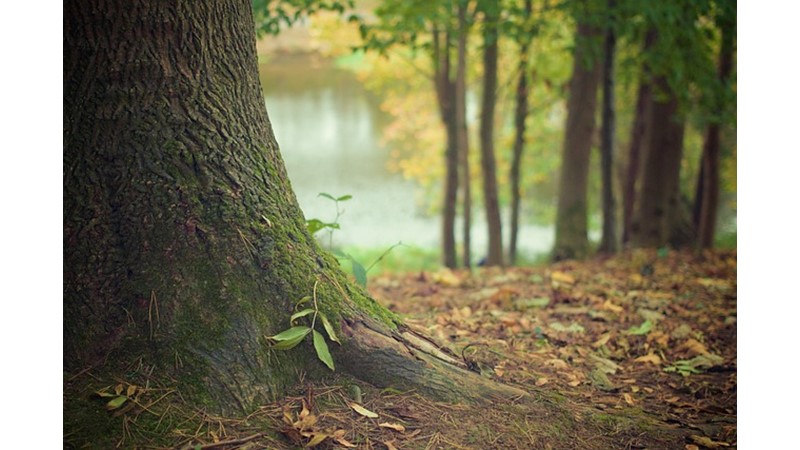 Ağaç Kabuklarının Faydaları