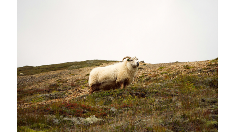 BAKIŞLARINDAN SÖYLEDİKLERİNİ ANLAMAK BÜYÜLEYİCİDİR: EVCİL HAYVANINLA BAKIŞARAK ANLAŞABİLDİĞİN ZAMAN