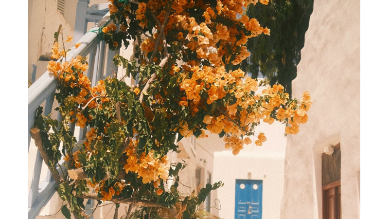 ÇİÇEKLERİN BAŞIMIZIN ÜSTÜNDE MECAZEN DEĞİL GERÇEKTEN BULUNMASI: ÇİÇEKLERİN YUKARIDAN AŞAĞI SARKTIĞI YAPILAR