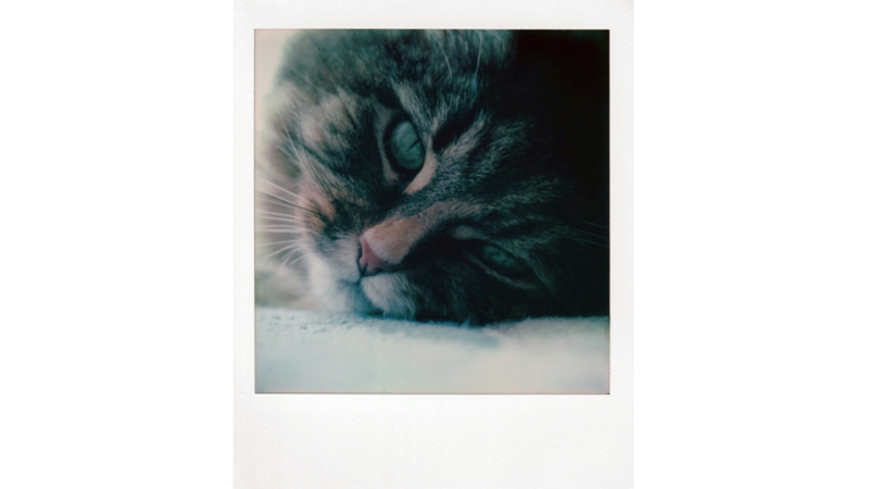 BİZE BÖYLE BAKARAK İSTEDİKLERİ HER ŞEYİ YAPACAĞIMIZI SANIYORLAR VE MAALESEF Kİ HAKLILAR!