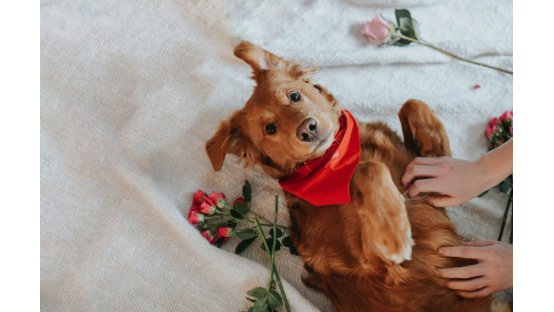 14 ŞUBAT İÇİN KUTLAMA FİKRİ: EVCİL HAYVANLARINIZI SEVGİLİLER GÜNÜ KUTLAMANIZA DAHİL EDEBİLİRSİNİZ