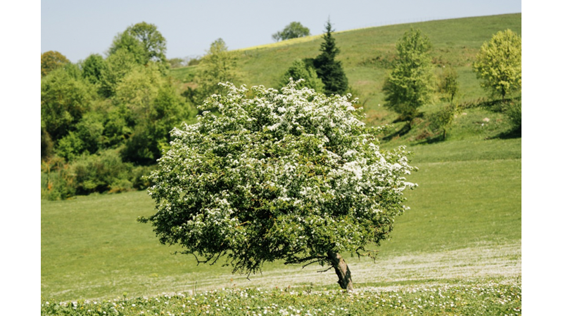THE SOUND OF THE CLOCK FILLING THE ROOM ON A QUIET DAY