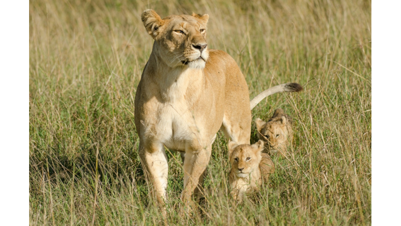 SANKİ BU ZAMANDA ÇOCUKLARI ÇOK KENDİ HALİNDE BIRAKMIYORUZ GİBİ GELİYOR BANA: BEN KENDİ KENDİME OYNARDIM ÇÜNKÜ
