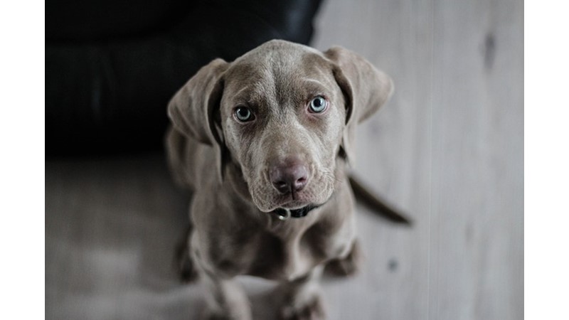 Bütün Köpekler Hav Hav Diye Mi Ses Çıkarır? – Friendz10