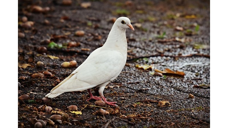 Posta Güvercini Bakımı